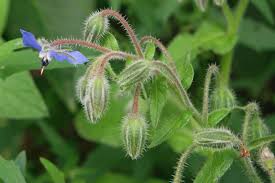 Attēlu rezultāti vaicājumam “Borago officinalis bud”