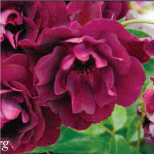 「アイスバーグ」の画像検索結果