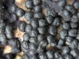 Attēlu rezultāti vaicājumam “Ruzenia spermoides”