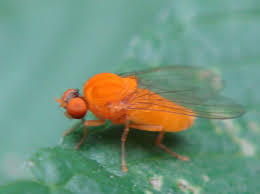 Attēlu rezultāti vaicājumam “Agathomyia wankowiczii”