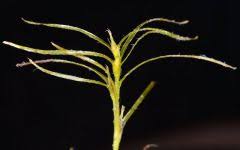 Attēlu rezultāti vaicājumam “Najas flexilis leaf”