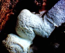 Attēlu rezultāti vaicājumam “Physarum pseudoalexandrowiczii macro”