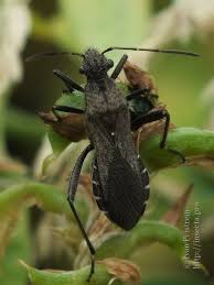 Attēlu rezultāti vaicājumam “Alydus calcaratus”