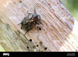 Attēlu rezultāti vaicājumam “Liocola lugubris”