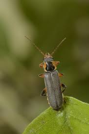 Attēlu rezultāti vaicājumam “Cantharis nigricans”