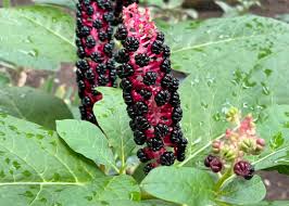 Attēlu rezultāti vaicājumam “Phytolacca acinosa”