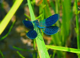 Attēlu rezultāti vaicājumam “Calopteryx splendens”