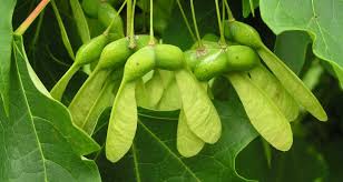 Attēlu rezultāti vaicājumam “Acer saccharinum fruit”