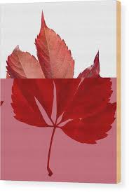 Attēlu rezultāti vaicājumam “Parthenocissus quinquefolia leaf”