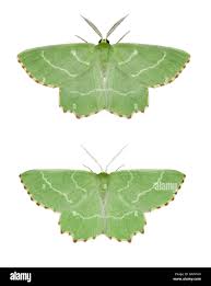 Attēlu rezultāti vaicājumam “Thalera fimbrialis”