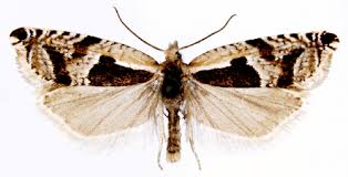 Attēlu rezultāti vaicājumam “Ancylis myrtillana”