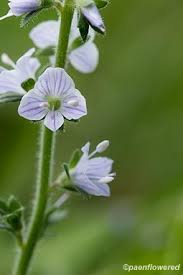 Attēlu rezultāti vaicājumam “Veronica officinalis flower”