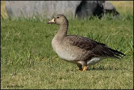 Attēlu rezultāti vaicājumam “Anser albifrons adult”