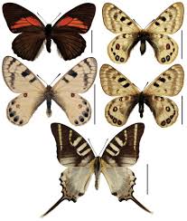 Attēlu rezultāti vaicājumam “Papilionidae”