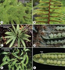 Attēlu rezultāti vaicājumam “Isoetaceae”