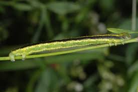 Attēlu rezultāti vaicājumam “Catarhoe cuculata”