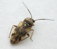 Attēlu rezultāti vaicājumam “Orthops basalis”