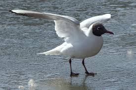 Image result for Chroicocephalus ridibundus