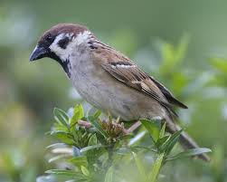 Image result for Passer montanus