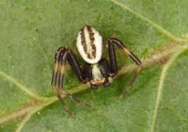 Attēlu rezultāti vaicājumam “Misumena vatia”