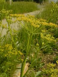 Image result for Pastinaca sativa