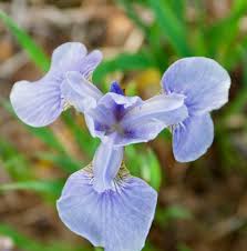 Attēlu rezultāti vaicājumam “Iris sibirica”