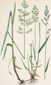 Attēlu rezultāti vaicājumam “Poa compressa”