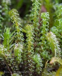 Attēlu rezultāti vaicājumam “Paludella squarrosa”