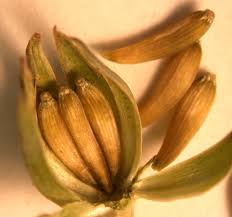 Attēlu rezultāti vaicājumam “Lapsana communis bud”