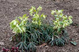 Image result for Helleborus foetidus