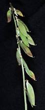 Attēlu rezultāti vaicājumam “Vicia cracca leaf”