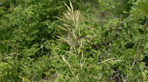 Attēlu rezultāti vaicājumam “Bromopsis inermis fruit”