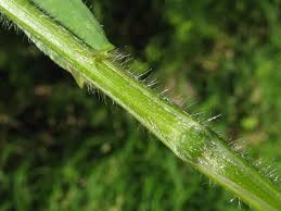 Attēlu rezultāti vaicājumam “Hordelymus europaeus leaf”