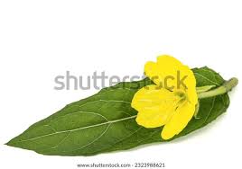 Attēlu rezultāti vaicājumam “Oenothera biennis leaf”