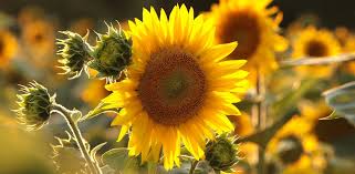 Image result for Sonnenblume