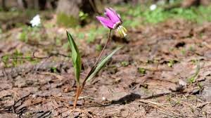 Attēlu rezultāti vaicājumam “Erythronium sibiricum”