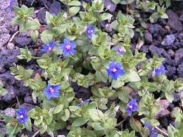 Image result for Anagallis arvensis