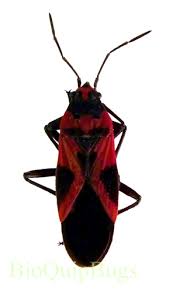 Attēlu rezultāti vaicājumam “Lygaeidae”