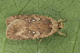 Attēlu rezultāti vaicājumam “Agonopterix heracliana”