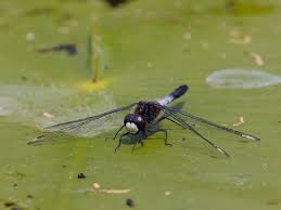 Attēlu rezultāti vaicājumam “Leucorrhinia caudalis male”