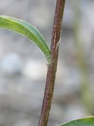 Attēlu rezultāti vaicājumam “Hemitrichia chrysospora young”