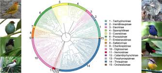 Attēlu rezultāti vaicājumam “Passeriformes”