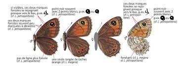 Attēlu rezultāti vaicājumam “Lasiommata maera”