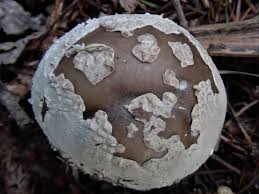 Attēlu rezultāti vaicājumam “Amanita excelsa”