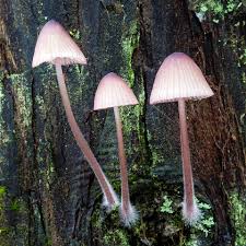 Attēlu rezultāti vaicājumam “Mycena purpureofusca”