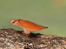 Attēlu rezultāti vaicājumam “Rutstroemia firma”