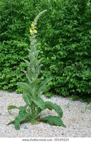 Image result for Verbascum densiflorum