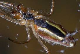 Attēlu rezultāti vaicājumam “Tanytarsus”