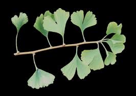 Attēlu rezultāti vaicājumam “Ginkgo biloba male flower”