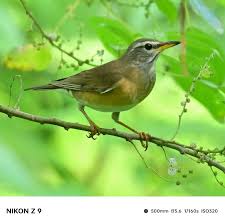 Image result for Turdus obscurus